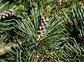 Pollen cones