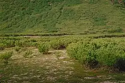 In its natural habitat, eastern Siberia