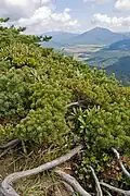 Habit