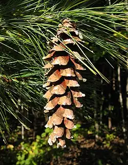 A mature seed cone that has opened and released its seeds