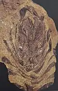 Oldest pine fossil: Pinus yorkshirensis cone. Early Cretaceous, 131–129 mya