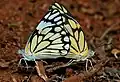Wet-season form mating in Hyderabad, India