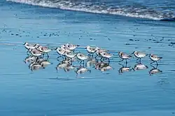 Sanderlings, Italy