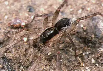 P. iriomotensis