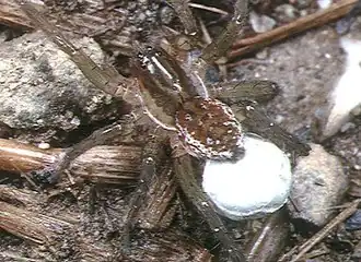 P. subpiraticus