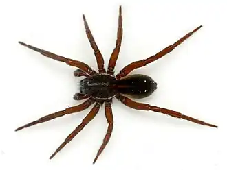 P. piscatorius