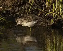 Wood sandpiper, Saline di Margherita di Savoia, Apulia