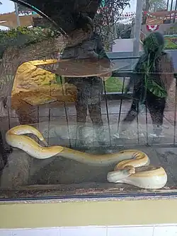 Amelanistic Burmese python