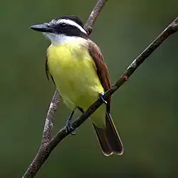 Possibly from Trinidad and Tobago