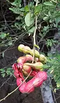 Guamá americano (Pithecellobium dulce)