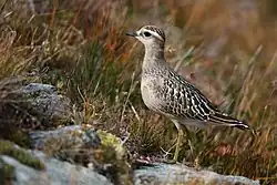 Eurasian dotterel, Gran Paradiso National Park, Graian Alps
