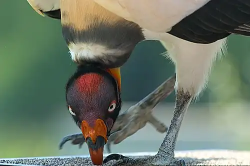 Sarcoramphus papa