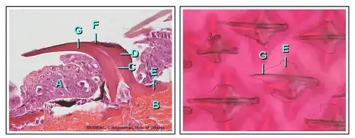 Image 4Placoid Scale (from Shark anatomy)
