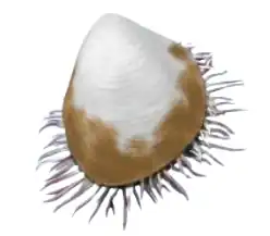 Life reconstruction of Plagiostoma gigantea