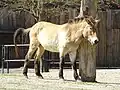 Przewalski's horse