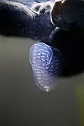Eggs, not more than one day old, together with several feeding adults. The clutch is 12 millimeters long. Also, a snail's mouth with its radula can be seen clearly.