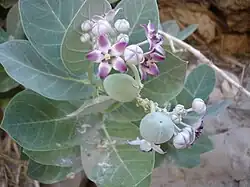 Calotropis procera