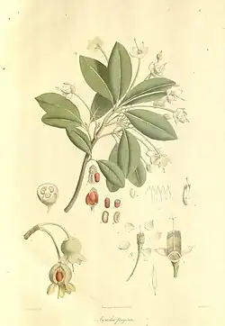 Anneslea fragrans