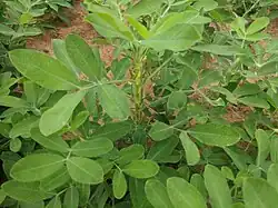 Plant