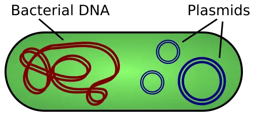 Diagram of a bacterium showing chromosomal DNA and plasmids
