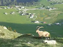 View of Brizon with an Alpine ibex in the foreground