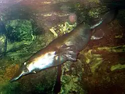 Platypus