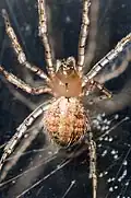 female P. adamsoni