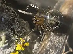 P. alabamensis
