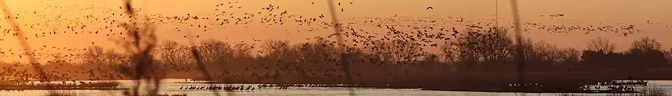 Migrating sandhill cranes (Antigone canadensis) depart their overnight roosting area in the Platte River near Kearney, Nebraska, at dawn (2015).