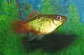 'Sunset' platy