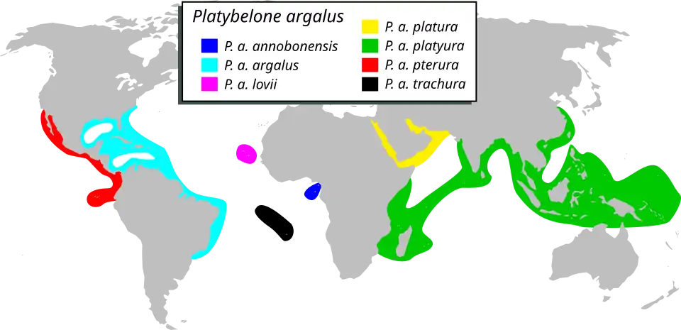 P. argalus range map, with each major subspecies highlighted