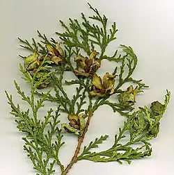 Mature cones, with seeds visible