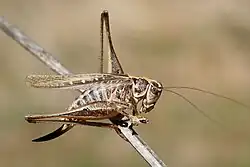 Platycleis affinis