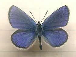 Mounted specimen. Male, upperside