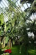 Plectocomia, a climbing palm from Southeast Asia