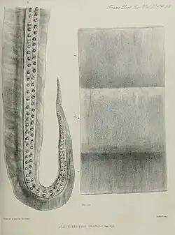 #27 (≤1873), The type specimen of Plectoteuthis grandis, consisting of a single arm (Owen, 1881:pl. 34). The provenance of this material is uncertain, but it may originate from the east coast of South America.