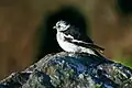 Adult breeding male P.&nbsp;n. insulae, Iceland