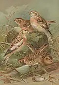 Illustration of adult and juvenile snow buntings by John Gerrard Keulemans, 1905