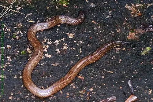 Dorsal view