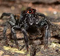 male