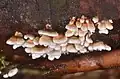 Fruiting bodies of P. crispa