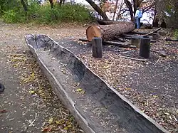 American Indian canoes (mishoons) under construction