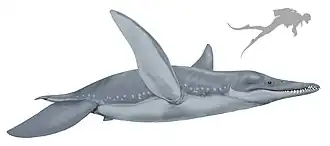 An artist's impression of a large, bluish prehistoric marine reptile on a white background, with its size compared to the silhouette of a diver