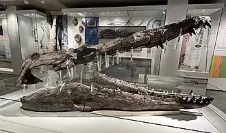 Photo showing the right side of the fossil skull (in black) of a large marine reptile on display in a museum
