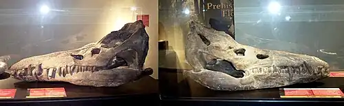 Two photos showing the left and right sides of a fossil skull of a marine reptile on display in a museum