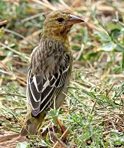 Immature bird with dark eye