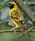 Male P.&nbsp;c. spilonotus