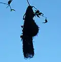 Suspended nest with long entrance spout