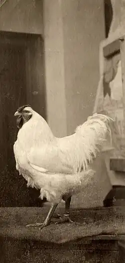 White cock
