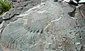 Detail of plumose fracture.